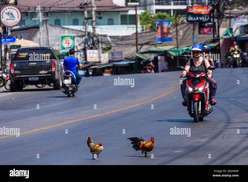 Netherlands - chicken road casino