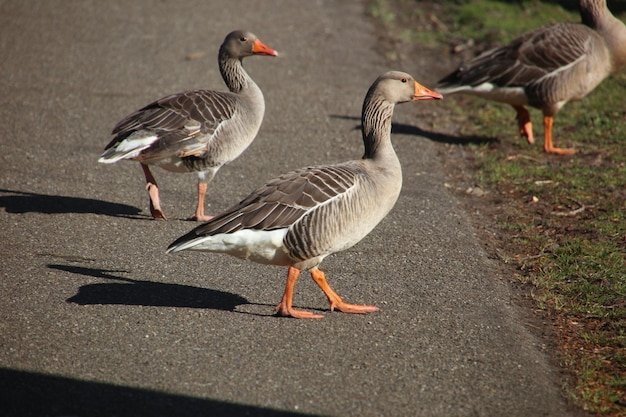 Netherlands - chicken road nederland